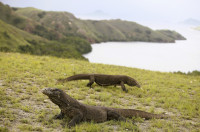 Komodo National Park - Loh Liang